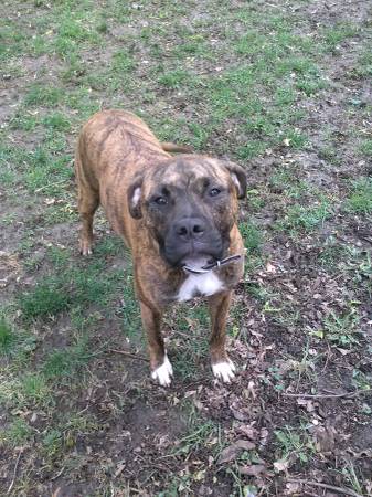 Zoe BoxerPitt mix (gladstone)