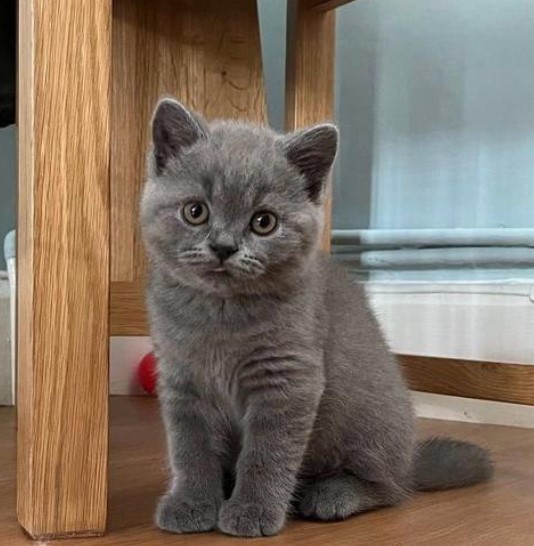 Cute British Short Hair Kittens Available