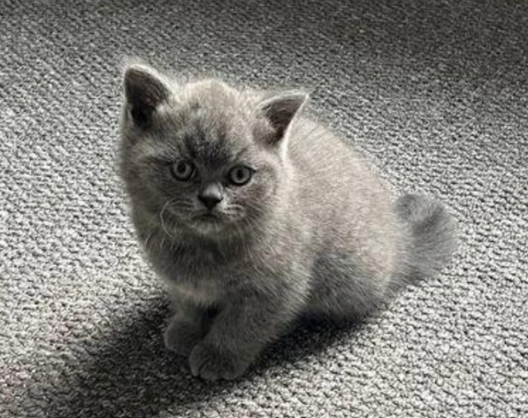 Gorgeous British Shorthair Kittens for Adoption.