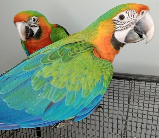 Colorful Parrots for Sale