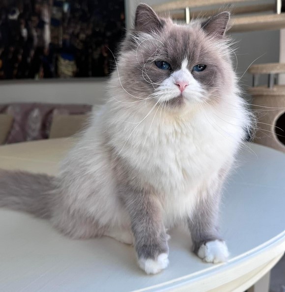  Meet REX! Siberian Kitten.   