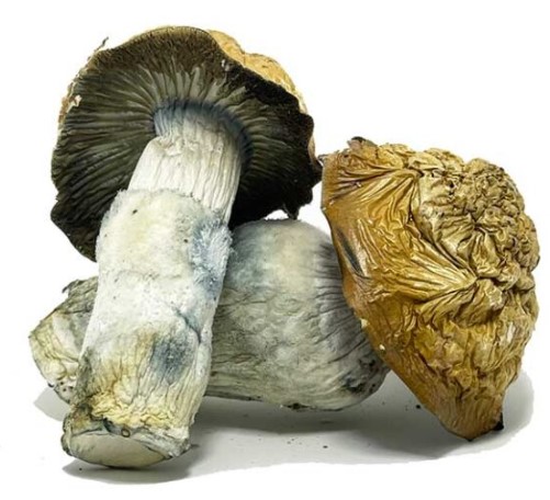 ***** Envy Magic Mushrooms