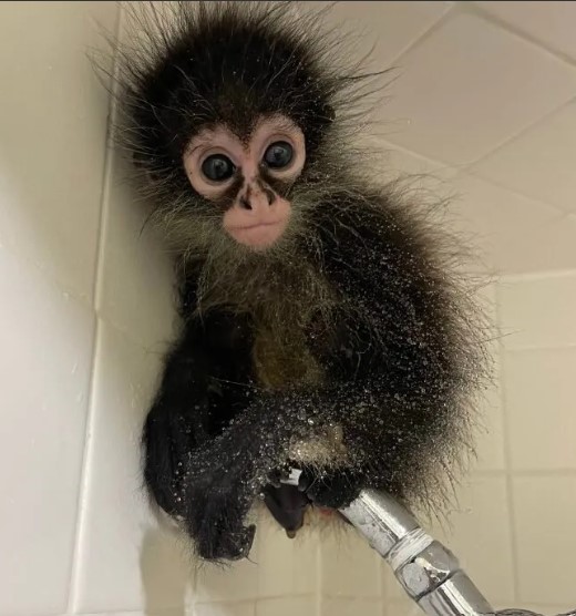 Manga – Playful Male Spider Monkey