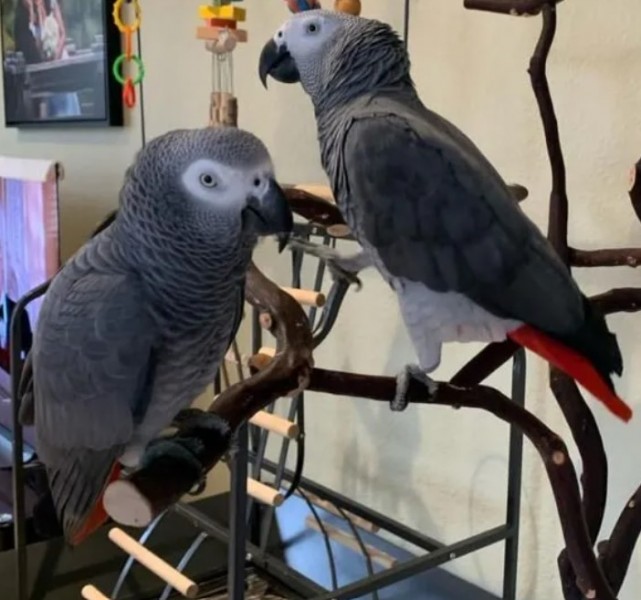 Silver Male & Skye Female
