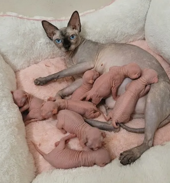 Gorgeous Sphynx Kittens – Home Raised & Well Socialized