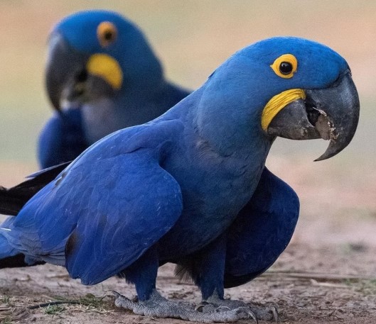 Pet Birds for Sale