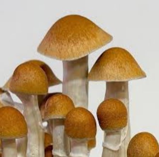 McKennaii Magic Mushroom