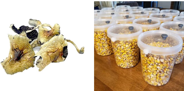 Buy Dried Mushrooms Online