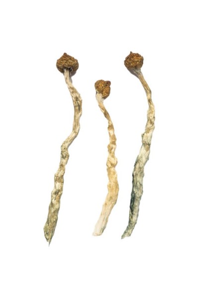 Where to buy  ***** envy mushrooms