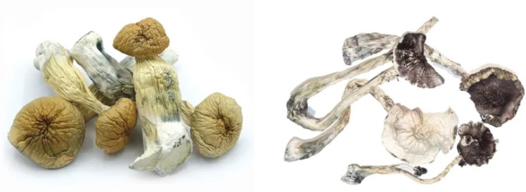 Buy Dried Mushrooms Online