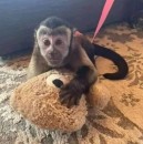 Charlie Capuchin Monkey For Sale