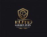 Golden Retriever Pups in Brooklyn - Elite Golden Pups