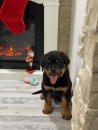 Rottweiler Puppies available for adoption / Call/Text / +1910-212-4992