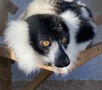 Black & White Ruffed Lemur Male