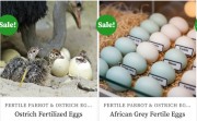 Purchase Fertilized Parrot & Ostrich Eggs.