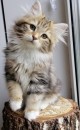 About Rio – How to Find a Siberian Kitten