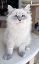 Siberian Kittens For Sale About Kayla