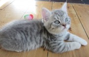 American Shorthair Daisy