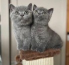 Gorgeous British Short Hair Kittens Available Now!