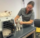 Siberian Kitten Breeders – Health Guarantee