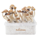 ann arbor mushroom dispensary