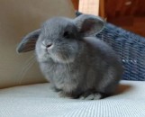 Perfect Bunny Roger – Male