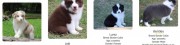 Meet Our Nice Border Collie Puppies