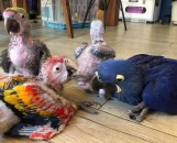  Baby Parrots for Sale