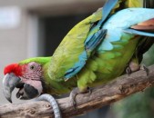 Playful Military Macaws for Sale