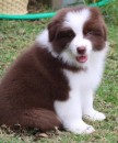 Beautiful & Healthy Border Collie