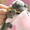 Beautiful Pygmy Marmoset Monkey for Sale