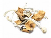 B Plus Magic Mushrooms