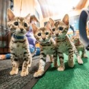 Cute Bengal Kittens Available