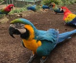 Parrots for Sale