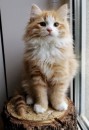 Meet Kiki! Siberian Kitten.