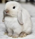 Snow Bunnies for Sale
