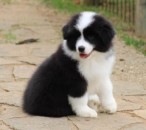 Border Collie Puppies For Sale