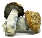 ***** Envy Magic Mushrooms