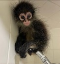 Manga – Playful Male Spider Monkey