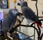 Silver Male & Skye Female