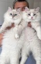 Healthy Siberian Kittens for Sale