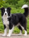 Excellent Border Collie