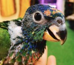 Baby Blue Headed Pionus Parrot