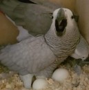  Young African Grey Parrots for Sale
